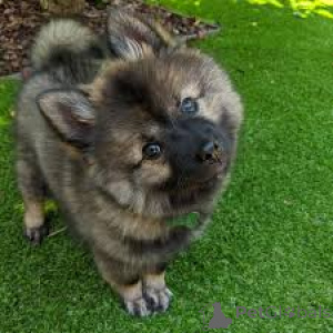 Photo №1. german spitz - for sale in the city of London | negotiated | Announcement № 136218