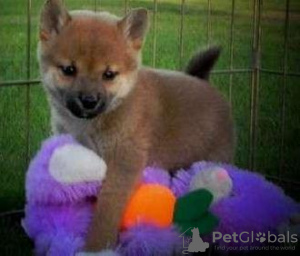 Photo №1. shiba inu - for sale in the city of Geneva | negotiated | Announcement № 128846