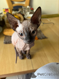 Photo №1. sphynx cat - for sale in the city of Flensburg | 416$ | Announcement № 30821