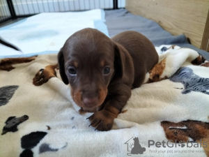 Photo №1. dachshund - for sale in the city of Finns | 687$ | Announcement № 56327