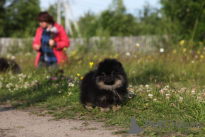 Photo №1. german spitz - for sale in the city of Kirov | 2277$ | Announcement № 7231