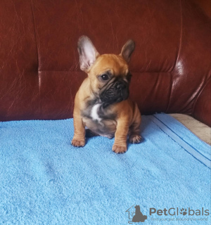 Photo №4. I will sell french bulldog in the city of Smederevo. breeder - price - negotiated