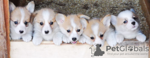 Photo №1. welsh corgi - for sale in the city of Grodno | 783$ | Announcement № 18257