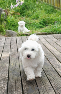 Photo №4. I will sell bichon frise in the city of Bellytins. private announcement - price - negotiated