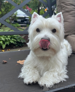 Photo №1. west highland white terrier - for sale in the city of Swindon | Is free | Announcement № 144432