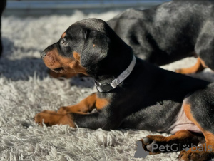 Photo №3. Adorable Amazing Doberman Pinscher Puppies available and ready for a new home.. Albania