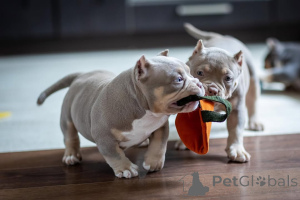 Photo №2 to announcement № 147468 for the sale of american bully - buy in Germany private announcement