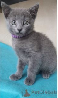 Photo №4. I will sell russian blue in the city of Berlin. private announcement, breeder - price - 413$