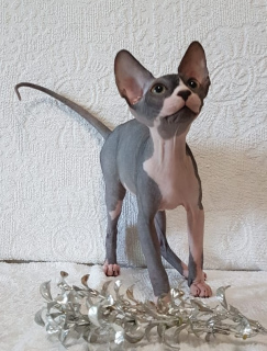Photo №2 to announcement № 3001 for the sale of sphynx-katze - buy in Ukraine from nursery