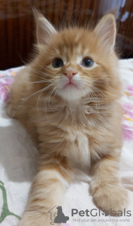 Photo №2 to announcement № 7229 for the sale of maine coon - buy in Ukraine from nursery