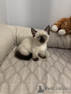 Photo №1. munchkin - for sale in the city of REMSCHEID | 361$ | Announcement № 173637