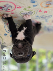 Photo №4. I will sell staffordshire bull terrier in the city of Zagreb. breeder - price - negotiated