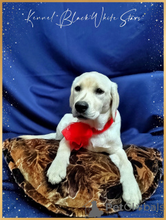 Photo №2 to announcement № 30210 for the sale of labrador retriever - buy in Finland from nursery