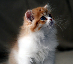 Photo №3. high-breed Scottish kittens from parents-champions. Russian Federation