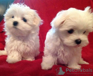 Photo №2 to announcement № 13090 for the sale of maltese dog - buy in Germany private announcement