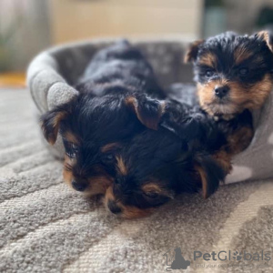 Photo №2 to announcement № 95819 for the sale of yorkshire terrier - buy in Germany private announcement