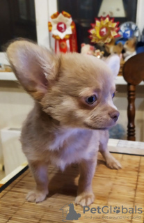 Additional photos: chihuahua puppies