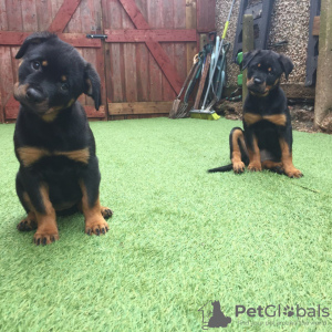 Photo №1. rottweiler - for sale in the city of Leipzig | 454$ | Announcement № 47501