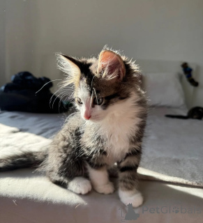 Photo №1. american shorthair - for sale in the city of Birlenbach | 361$ | Announcement № 178166