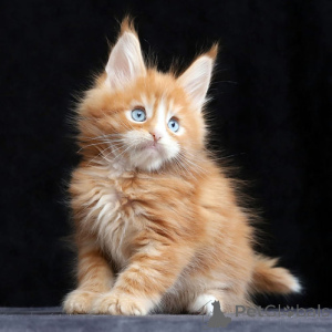 Photo №1. maine coon - for sale in the city of Leipzig | 258$ | Announcement № 156221