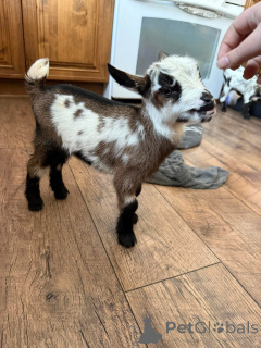 Photo №1.  - for sale in the city of Augusta | negotiated | Announcement № 161734