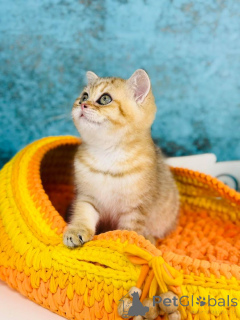 Photo №3. Scotland Kishka gold. Ukraine