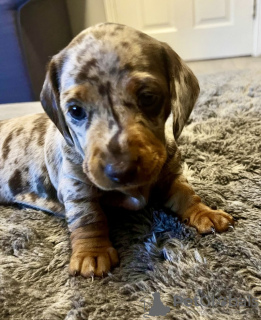 Photo №2 to announcement № 132829 for the sale of dachshund - buy in Germany private announcement