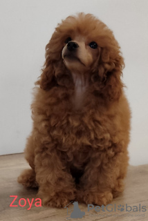 Photo №2 to announcement № 64729 for the sale of poodle (toy) - buy in Serbia breeder