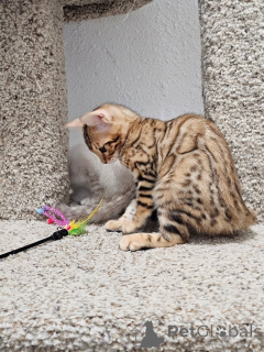 Photo №3. Say hello to Nala the elegant Bengal queen with eyes full of magic. Fierce yet. Iceland