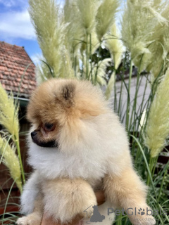 Photo №2 to announcement № 114680 for the sale of pomeranian - buy in Serbia 