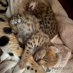 Photo №2 to announcement № 99644 for the sale of savannah cat - buy in Norway private announcement, from nursery, from the shelter