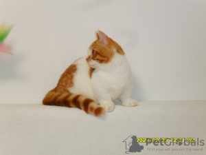 Photo №2 to announcement № 23934 for the sale of minuet cat shorthair - buy in Russian Federation breeder