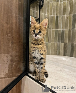 Photo №4. I will sell savannah cat in the city of Paris. breeder - price - 2113$