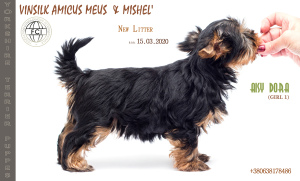 Photo №1. yorkshire terrier - for sale in the city of Zhytomyr | 595$ | Announcement № 6722