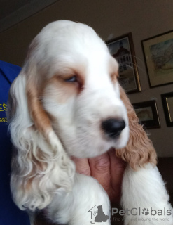 Photo №2 to announcement № 76823 for the sale of english cocker spaniel - buy in Serbia 