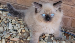 Photo №4. I will sell ragdoll in the city of Франкфурт-на-Майне. breeder - price - 317$