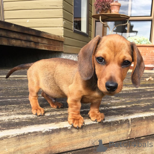 Photo №4. I will sell dachshund in the city of Miami Beach. breeder - price - 600$