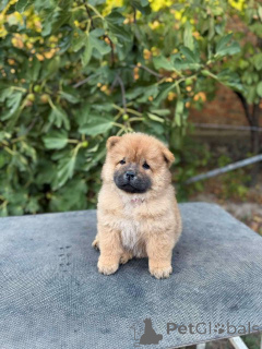 Photo №4. I will sell chow chow in the city of Šid.  - price - negotiated
