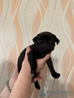 Photo №4. I will sell pug in the city of Москва. private announcement - price - 195$