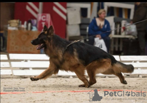Additional photos: Elite litter of long-haired German shepherds