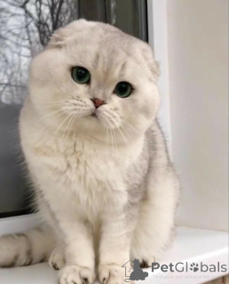 Photo №3. Scottish Fold. Germany