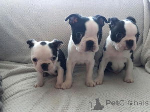 Photo №1. boston terrier - for sale in the city of Bamberg | 465$ | Announcement № 169419