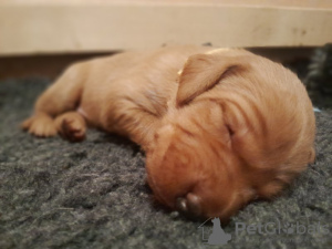 Photo №2 to announcement № 132766 for the sale of fox terrier - buy in Germany private announcement