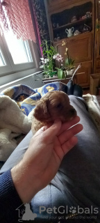 Additional photos: Cavapoo pappy f1 generation