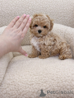 Photo №1. maltipu - for sale in the city of Munich | negotiated | Announcement № 165532