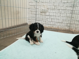 Photo №4. I will sell cavalier king charles spaniel in the city of Zaporizhia. private announcement - price - 1005$