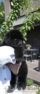 Photo №2 to announcement № 51898 for the sale of newfoundland dog - buy in Lithuania breeder