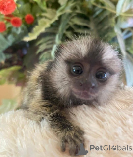 Photo №3. Galaxy is here looking for a lovely home, send message if you will like him to. United Kingdom