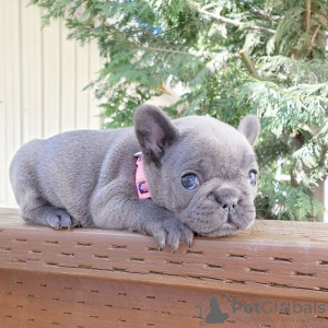 Photo №1. french bulldog - for sale in the city of Франкфурт-на-Майне | negotiated | Announcement № 64322