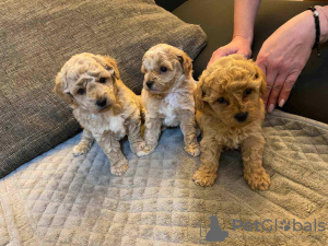 Additional photos: Poodles, beautiful puppies